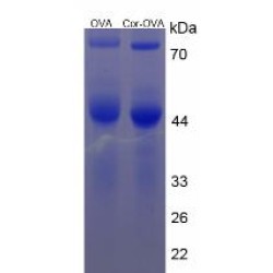 Cortisol (OVA)
