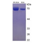 SDS-PAGE analysis of Dipalmitin (BSA).