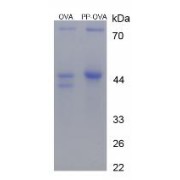 SDS-PAGE analysis of Dipalmitin (OVA).