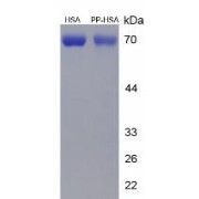 SDS-PAGE analysis of Dipalmitin (HSA).