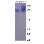 SDS-PAGE analysis of gABA (BSA).