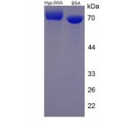 SDS-PAGE analysis of Hydroxyproline (BSA).