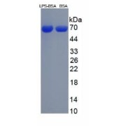 SDS-PAGE analysis of Lipopolysaccharides (BSA).