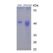 SDS-PAGE analysis of Lipopolysaccharides (OVA).