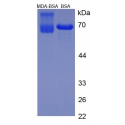 Malondialdehyde (MDA) (BSA)