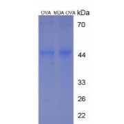 SDS-PAGE analysis of Malondialdehyde (OVA).