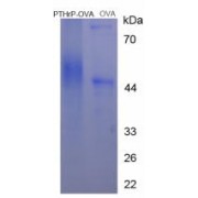 SDS-PAGE analysis of Parathyroid Hormone Related Protein (OVA).