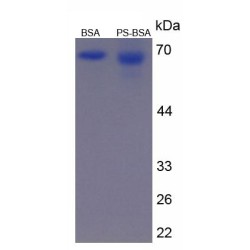 Phosphatidylserine (BSA)