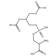 Chemical structure of unconjugated Phosphatidylserine.