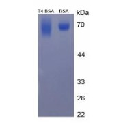 SDS-PAGE analysis of Thyroxine (BSA).