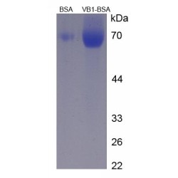 Vitamin B1 (Thiamine) (BSA)