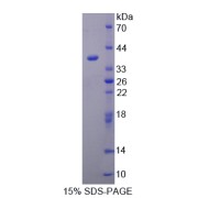 abx165877