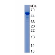 SDS-PAGE analysis of PRG2 Protein.