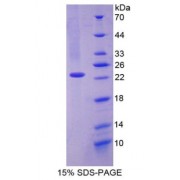 SDS-PAGE analysis of CD27 Binding Protein.