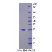 SDS-PAGE analysis of Lipocalin Like Protein 1 Protein.