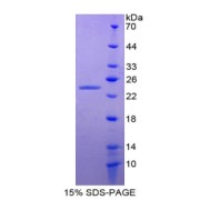 abx165988