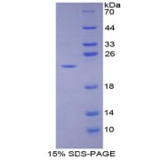 SDS-PAGE analysis of BMP3 Protein.