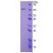 Human Bone Morphogenetic Protein 2 (BMP2) Protein