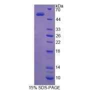 SDS-PAGE analysis of Glycolipid Transfer Protein.