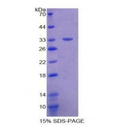 SDS-PAGE analysis of recombinant Human MPG1 Protein.