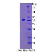 abx166054