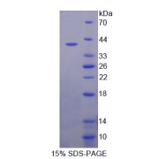 SDS-PAGE analysis of Aldose Reductase Like Protein 1 Protein.