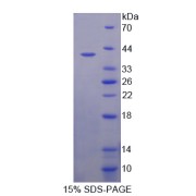 SDS-PAGE analysis of Aldose Reductase Like Protein 1 Protein.