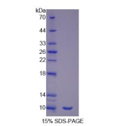 SDS-PAGE analysis of Surfactant Associated Protein G Protein.