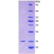 SDS-PAGE analysis of recombinant Human Programmed Cell Death Protein 1 Protein.