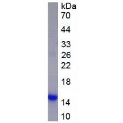 SDS-PAGE analysis of recombinant Mouse SPD Protein.