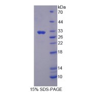 SDS-PAGE analysis of Macrophage StiMulating Protein.