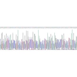 Human Microtubule-Associated Protein 4R Tau (MAPT) Protein
