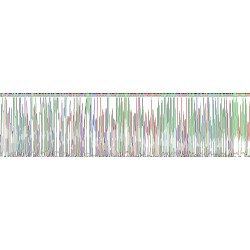 Human Synaptosomal Associated Protein 25 kDa (SNAP25) Protein