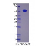 SDS-PAGE analysis of Proliferation Associated Protein 2G4 Protein.