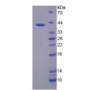 SDS-PAGE analysis of recombinant Human S-Phase Kinase Associated Protein 2 Protein.