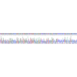 Human Na(+)/H(+) Exchange Regulatory Cofactor NHE-RF2 / SLC9A3R2 (NHERF2) Protein