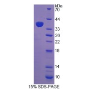 SDS-PAGE analysis of Signal Transducing Adaptor Protein 1 Protein.