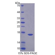 SDS-PAGE analysis of GABARAPL2 Protein.