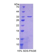 abx166161