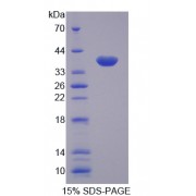 SDS-PAGE analysis of recombinant Human Tumor Necrosis Factor alpha Induced Protein 3 Protein.