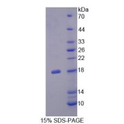 SDS-PAGE analysis of Fibronectin Leucine Rich Transmembrane Protein 3 Protein.