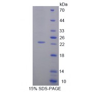 SDS-PAGE analysis of Growth Arrest And DNA Damage Inducible Protein alpha Protein.
