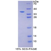 SDS-PAGE analysis of Insulin (INS1) Protein.
