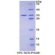 SDS-PAGE analysis of Tissue Factor Protein.