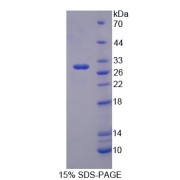 SDS-PAGE analysis of recombinant Cow Vanin 1 Protein.