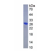 SDS-PAGE analysis of recombinant Cow HP Protein.