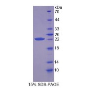 SDS-PAGE analysis of Cyclophilin B Protein.