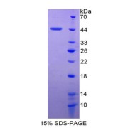 SDS-PAGE analysis of Apolipoprotein A4 Protein.
