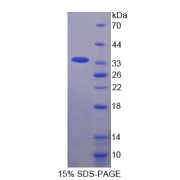 abx166303