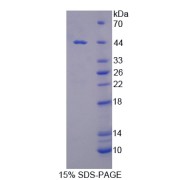 SDS-PAGE analysis of Arginase II Protein.